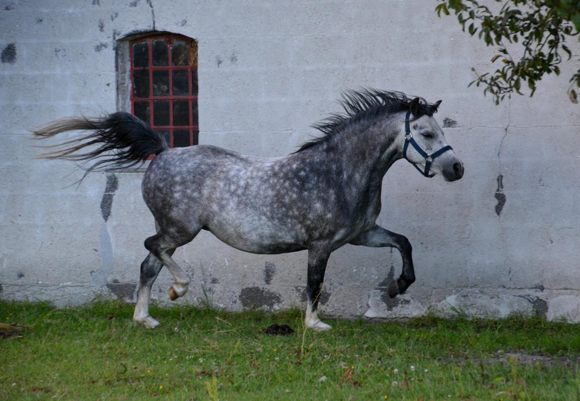 Welsh Mountain (sec A) Fakla Dream Away billede 5