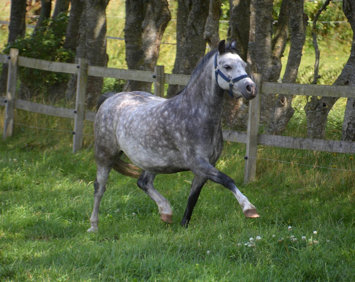 Welsh Mountain (sec A) Fakla Dream Away billede 18