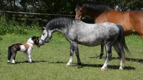 Welsh Mountain (sec A) Fakla Dream Away billede 6