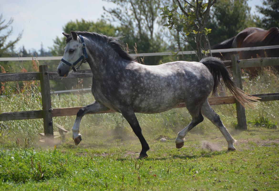 Welsh Mountain (sec A) Fakla Dream Away billede 2