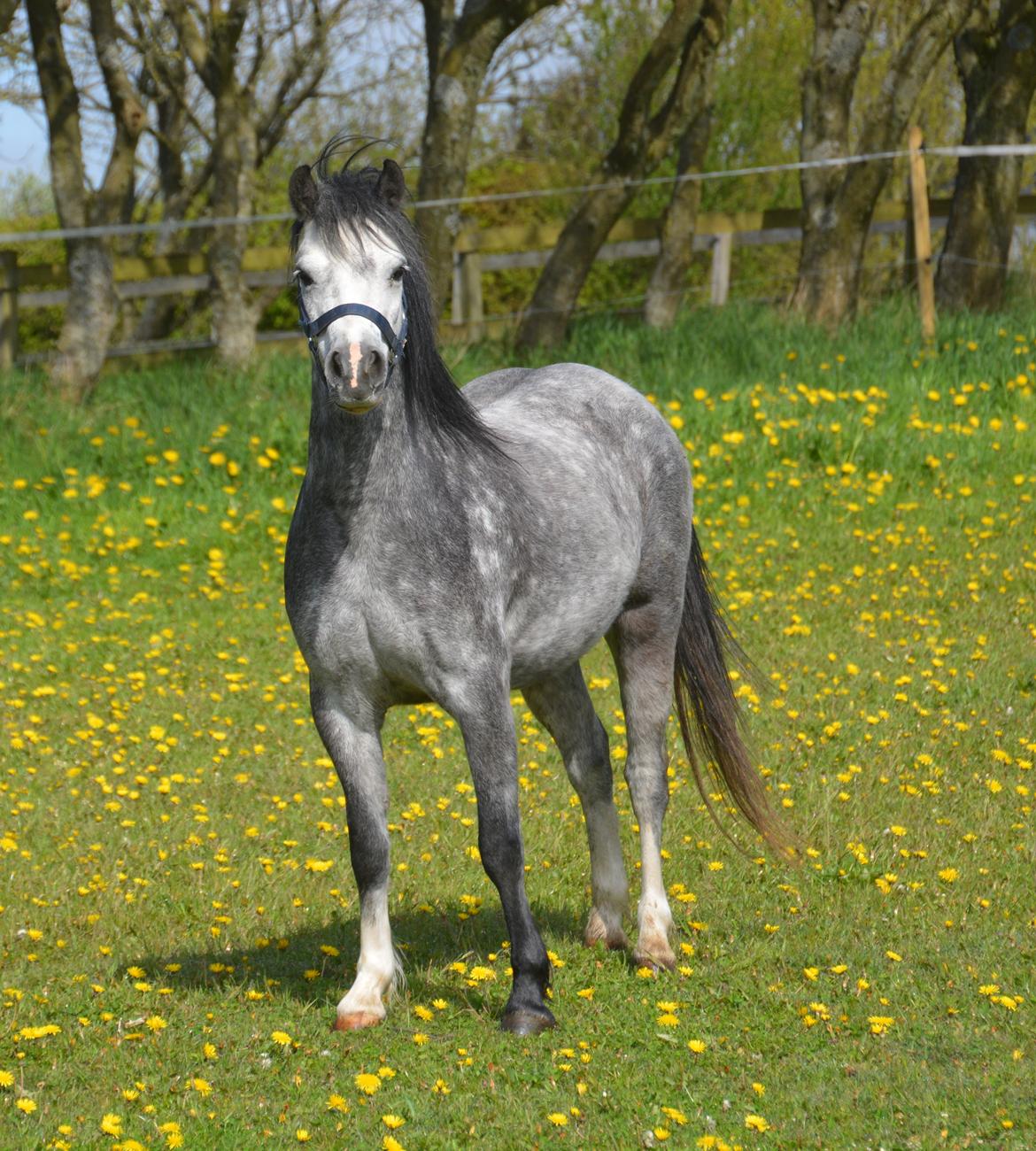 Welsh Mountain (sec A) Fakla Dream Away billede 19