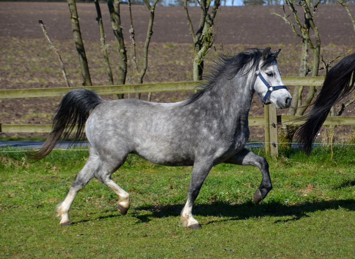 Welsh Mountain (sec A) Fakla Dream Away billede 20