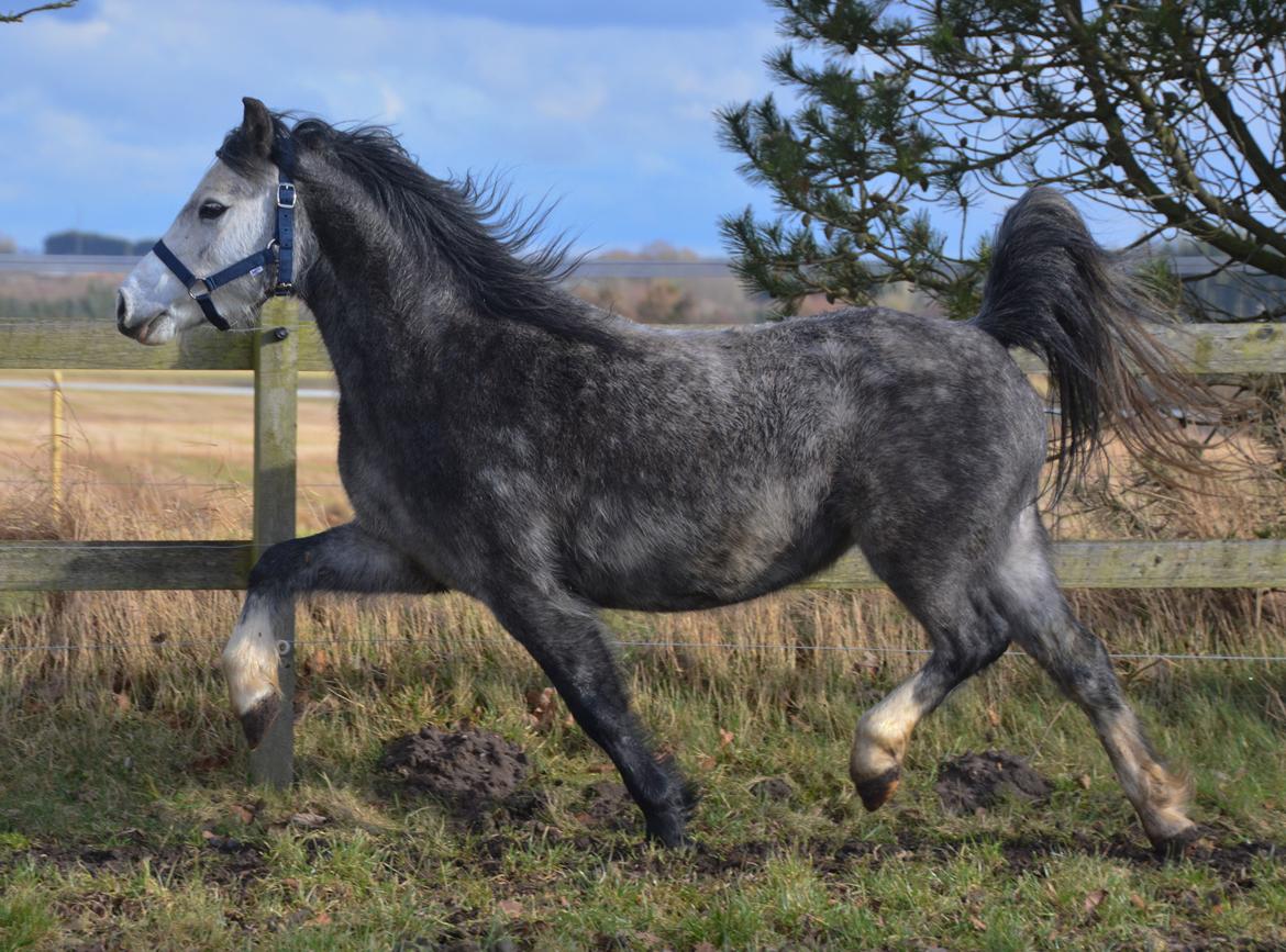 Welsh Mountain (sec A) Fakla Dream Away billede 21