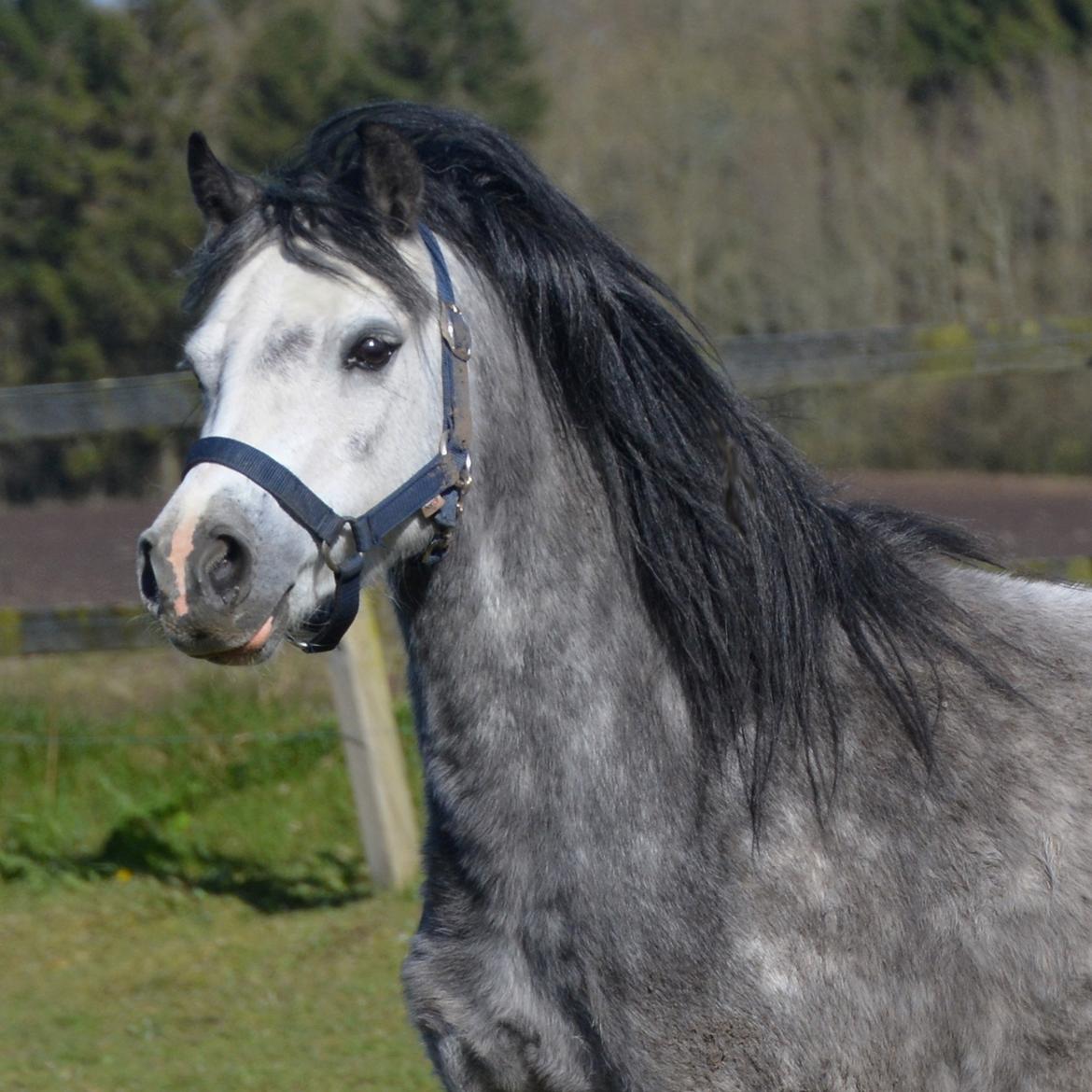 Welsh Mountain (sec A) Fakla Dream Away billede 15