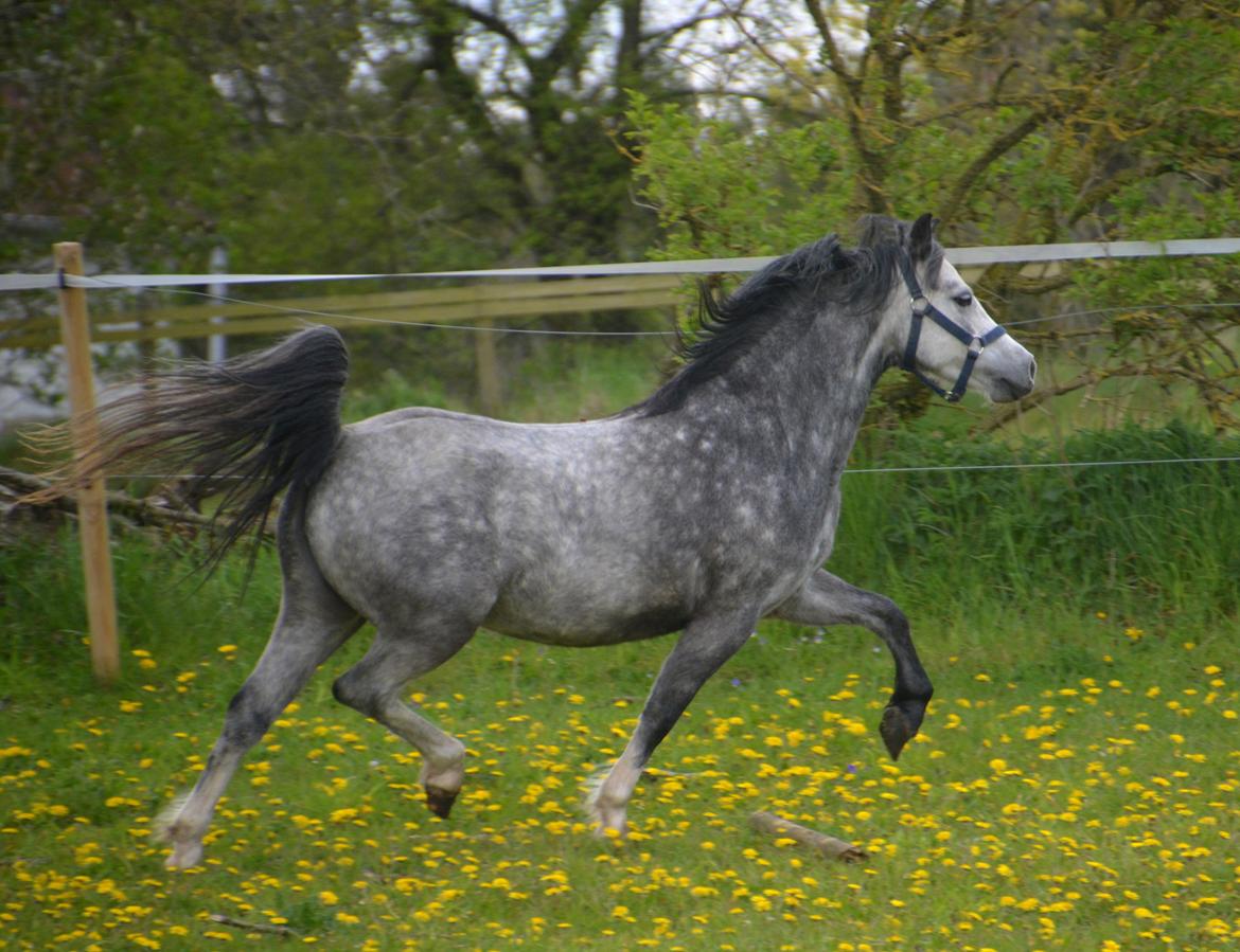 Welsh Mountain (sec A) Fakla Dream Away billede 22