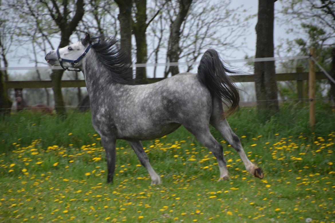 Welsh Mountain (sec A) Fakla Dream Away billede 23