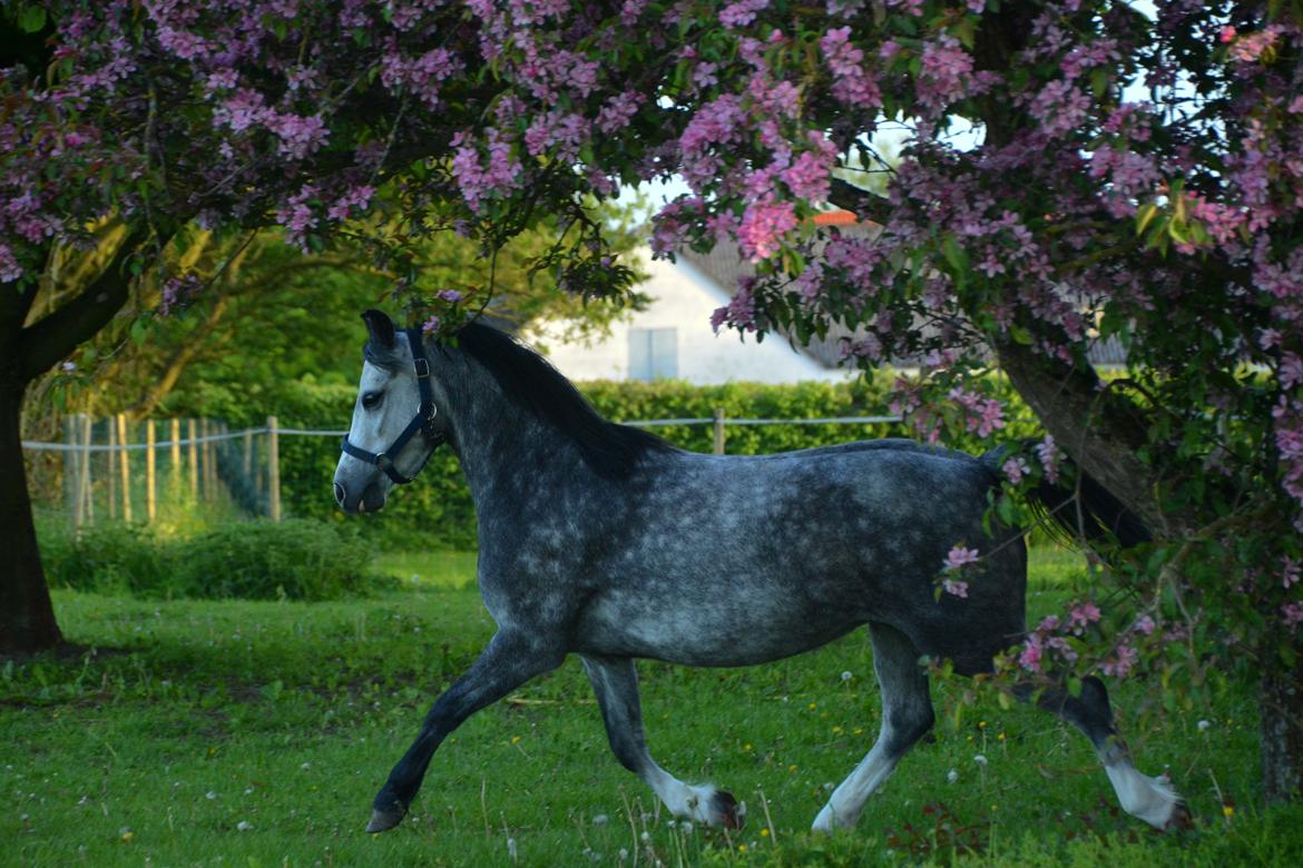 Welsh Mountain (sec A) Fakla Dream Away billede 24