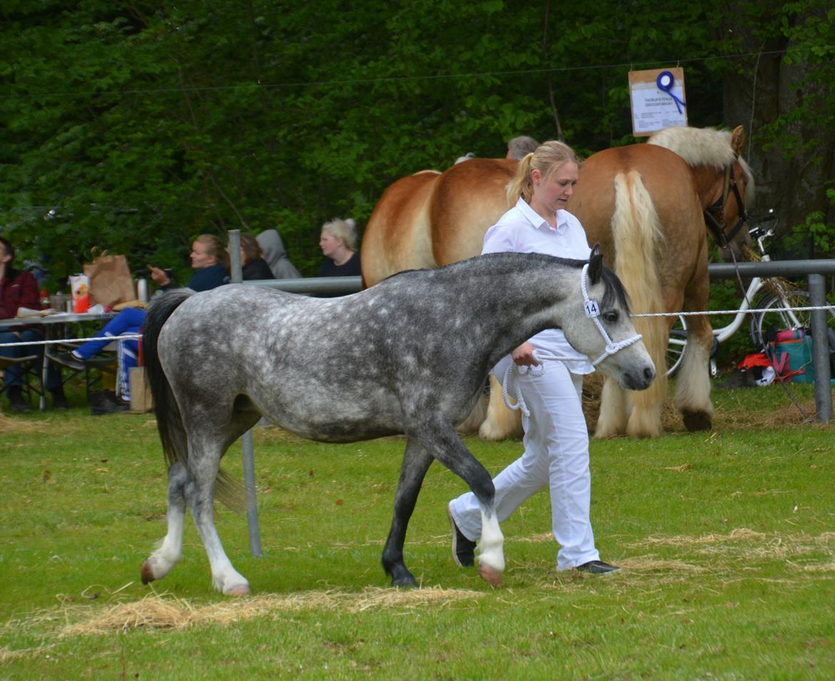 Welsh Mountain (sec A) Fakla Dream Away billede 4