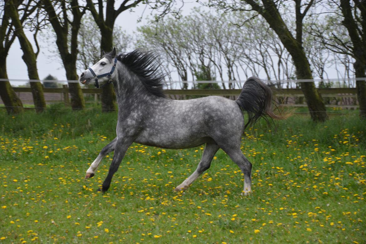 Welsh Mountain (sec A) Fakla Dream Away billede 25