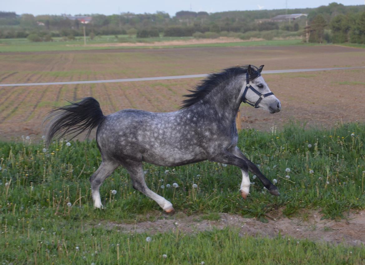 Welsh Mountain (sec A) Fakla Dream Away billede 10