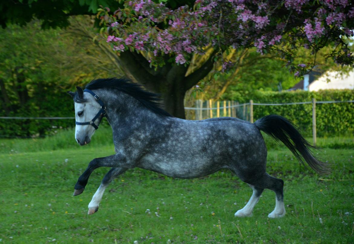 Welsh Mountain (sec A) Fakla Dream Away billede 1