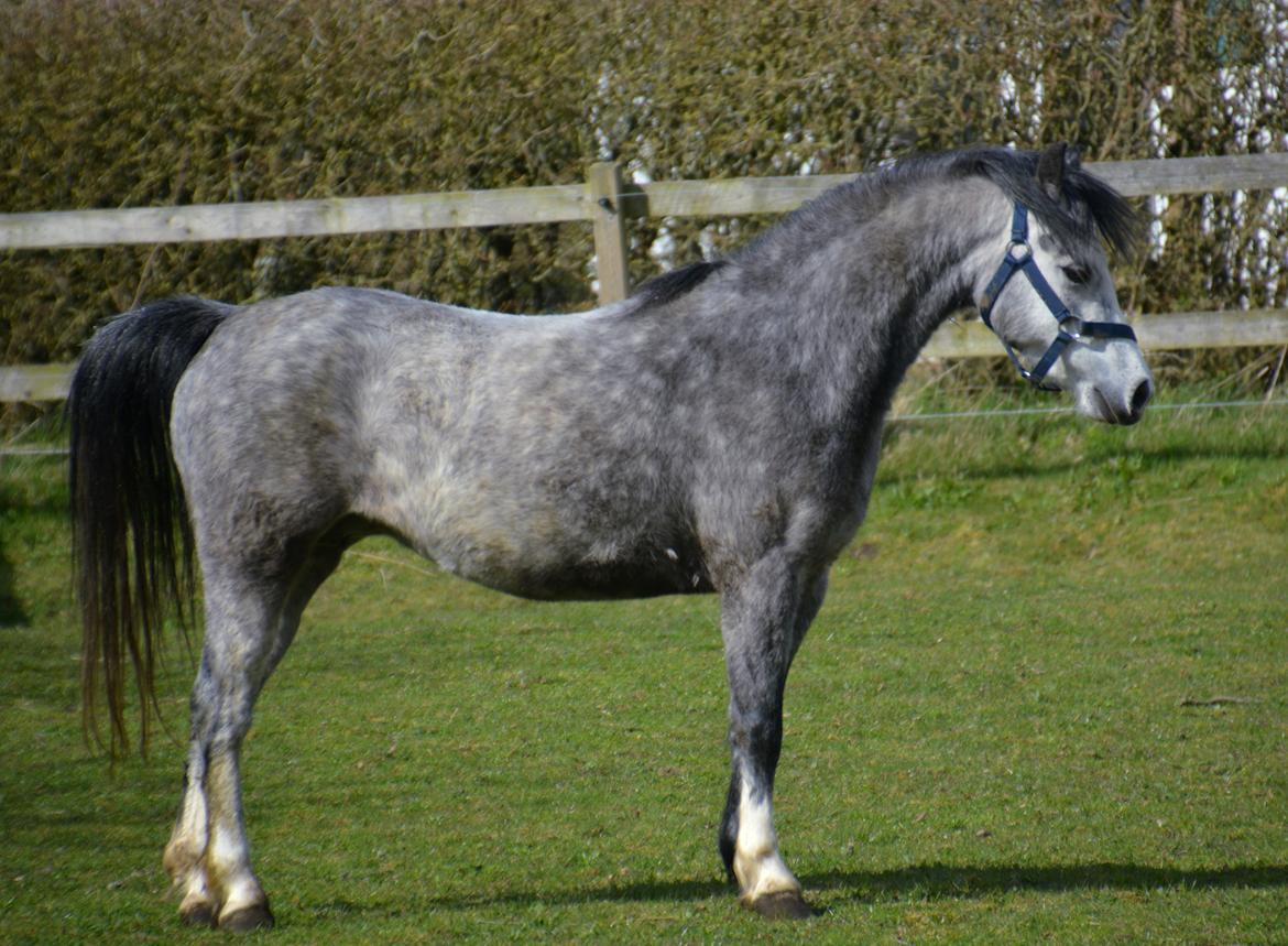 Welsh Mountain (sec A) Fakla Dream Away billede 26