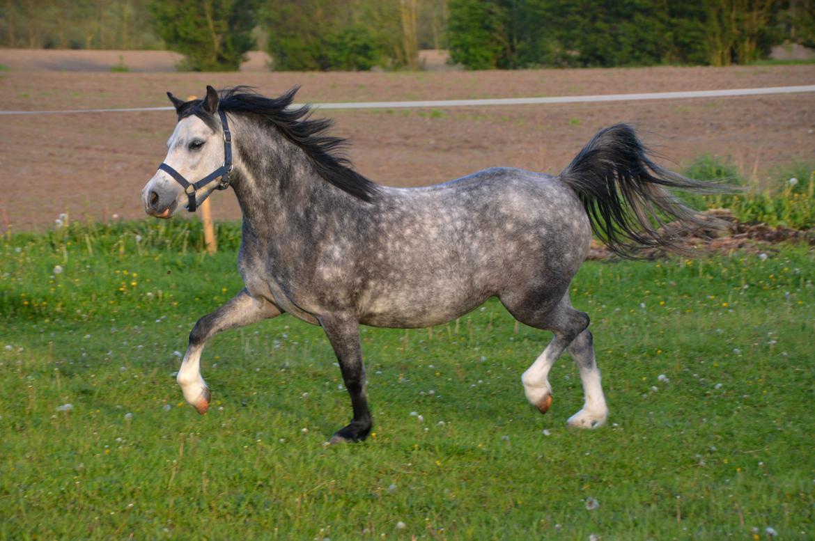 Welsh Mountain (sec A) Fakla Dream Away billede 8