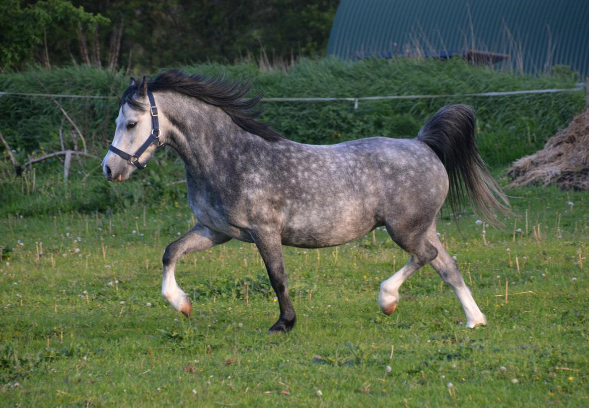 Welsh Mountain (sec A) Fakla Dream Away billede 27