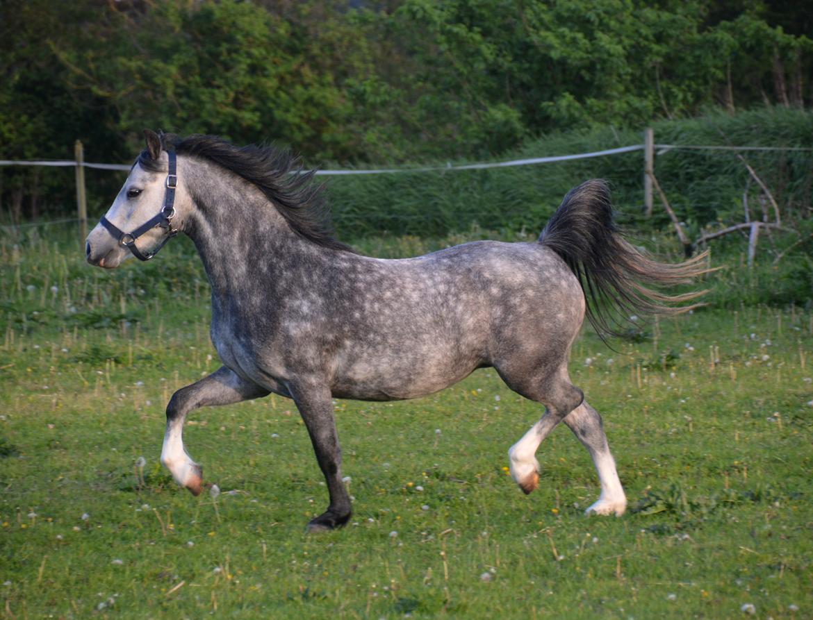 Welsh Mountain (sec A) Fakla Dream Away billede 28