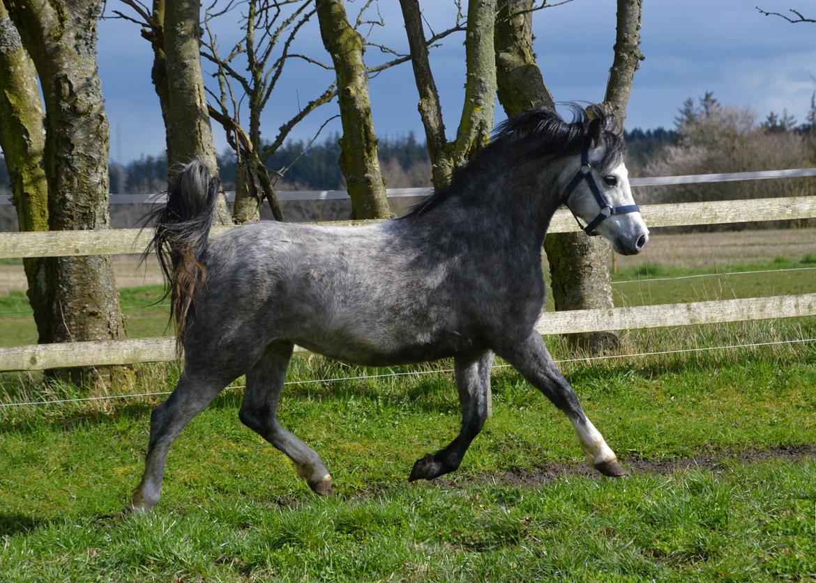 Welsh Mountain (sec A) Fakla Dream Away billede 29