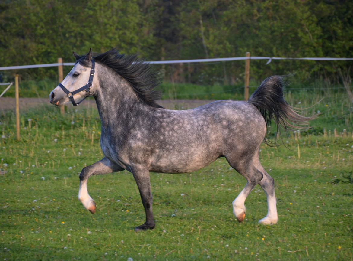 Welsh Mountain (sec A) Fakla Dream Away billede 31