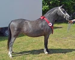 Welsh Mountain (sec A) Fakla Dream Away billede 3