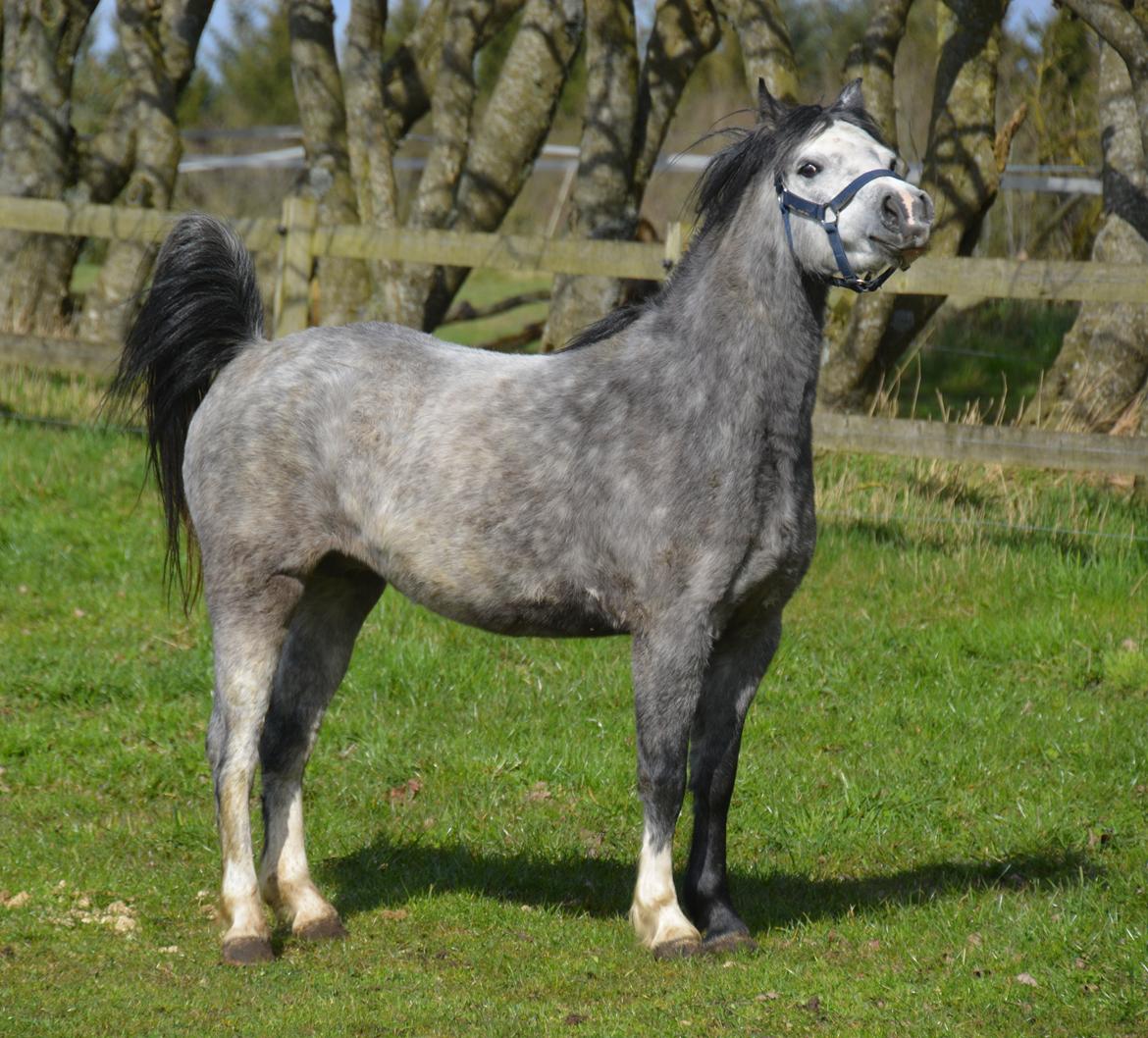 Welsh Mountain (sec A) Fakla Dream Away billede 30