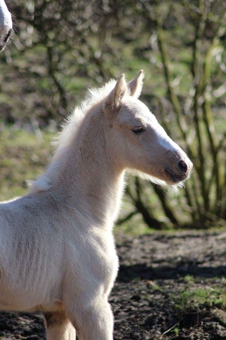 Palomino Miss sunshine *SOLGT* billede 1