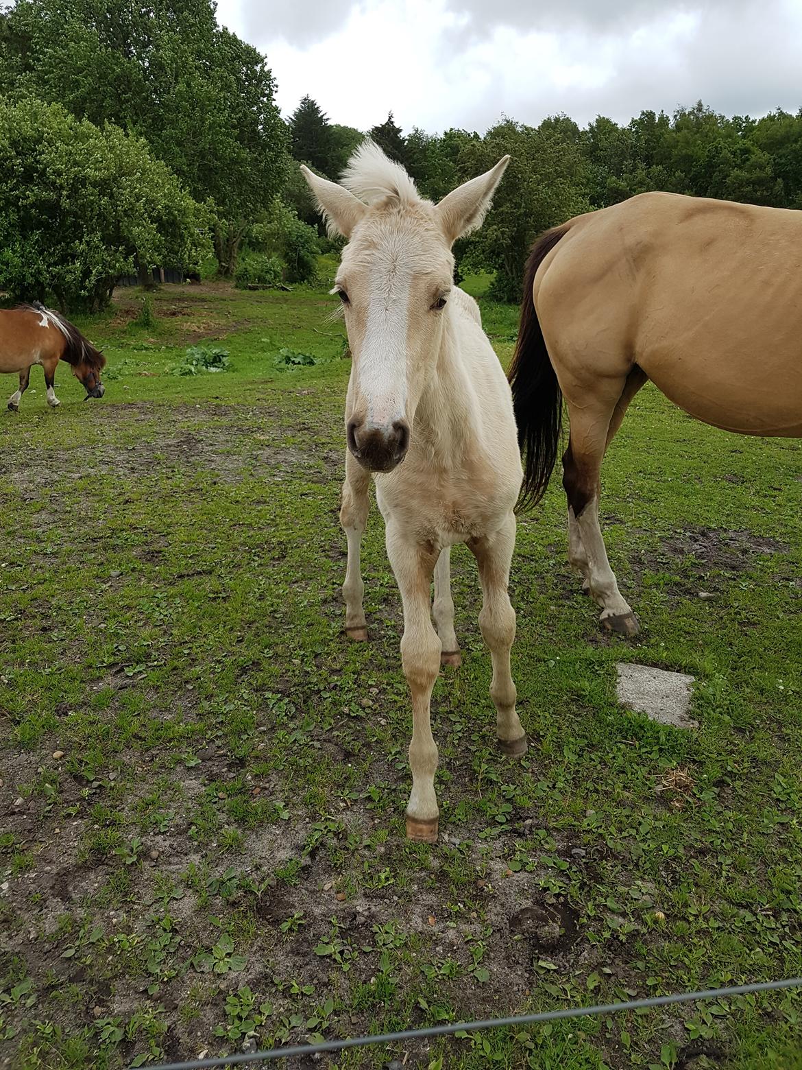 Palomino Miss sunshine *SOLGT* billede 2