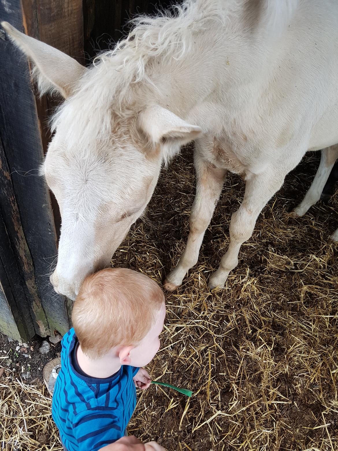 Palomino Miss sunshine *SOLGT* billede 3