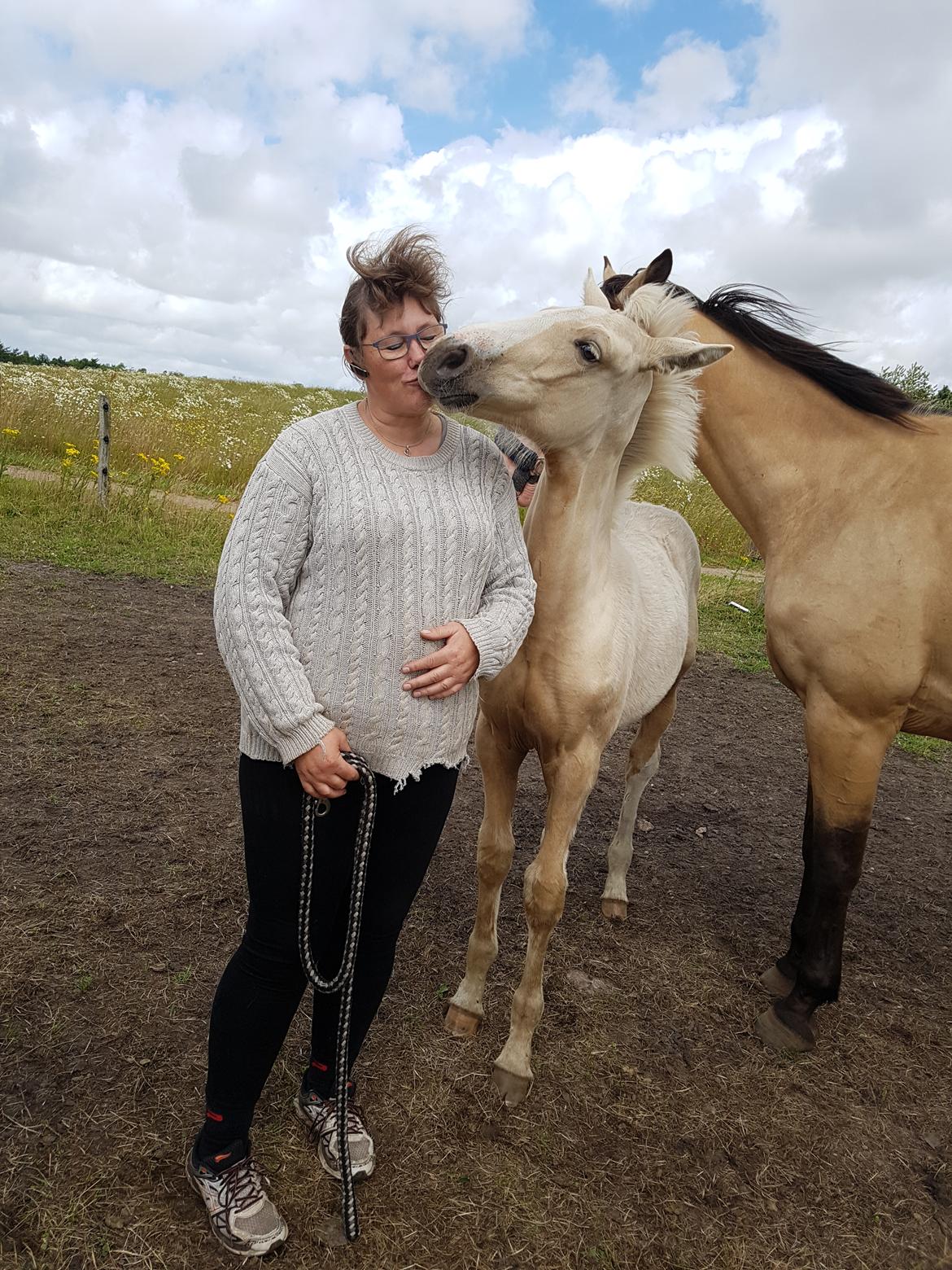 Palomino Miss sunshine *SOLGT* billede 4