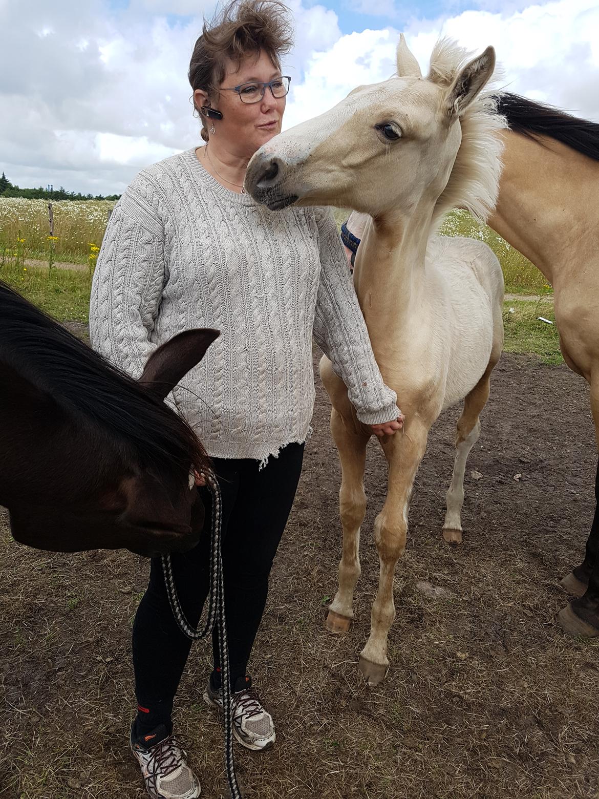 Palomino Miss sunshine *SOLGT* billede 5