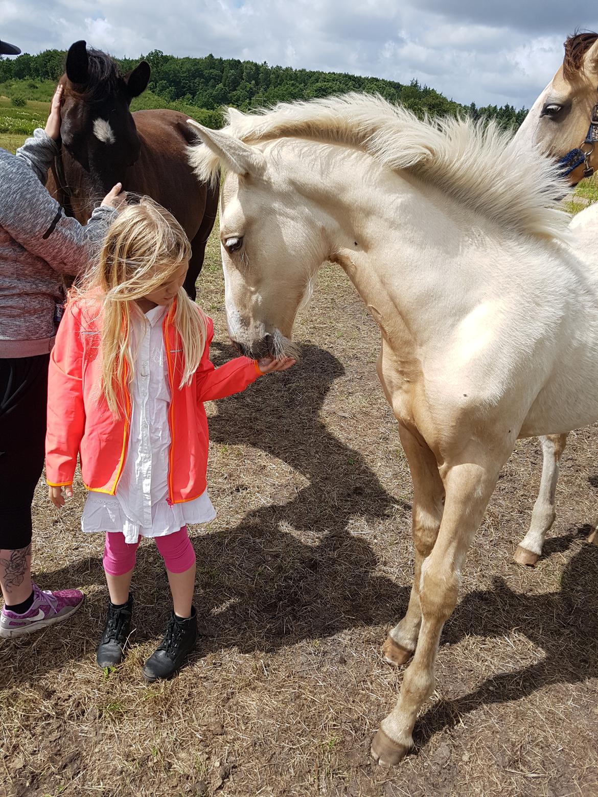 Palomino Miss sunshine *SOLGT* billede 6