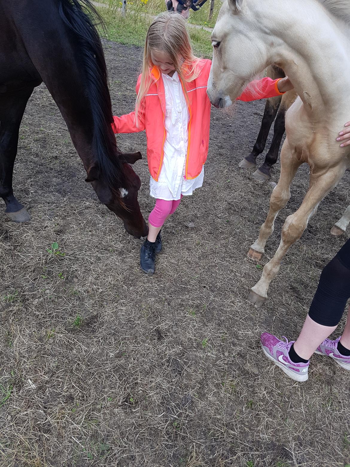 Palomino Miss sunshine *SOLGT* billede 7