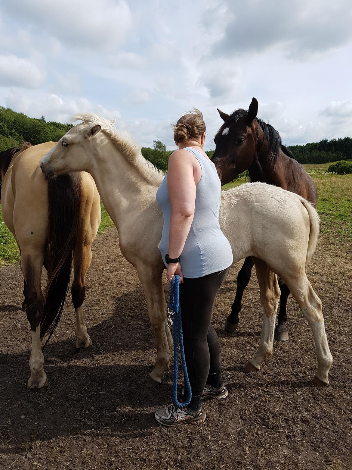 Palomino Miss sunshine *SOLGT* billede 9