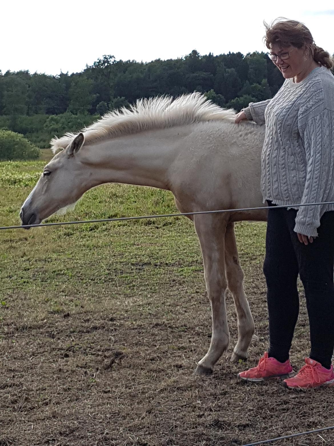 Palomino Miss sunshine *SOLGT* billede 10