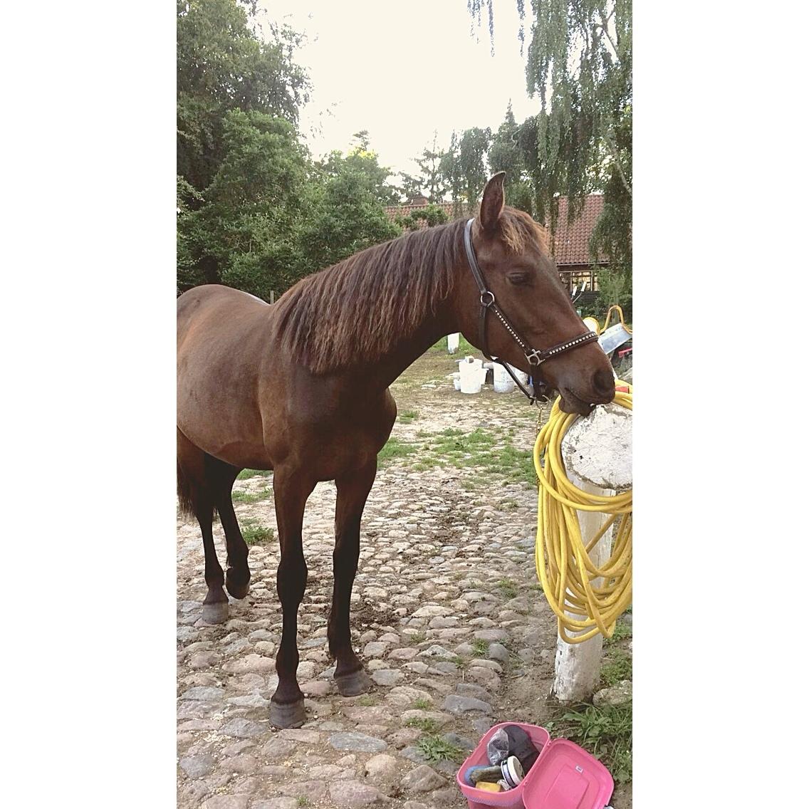 Anden særlig race Vestergaards Santiana  SOLGT billede 16