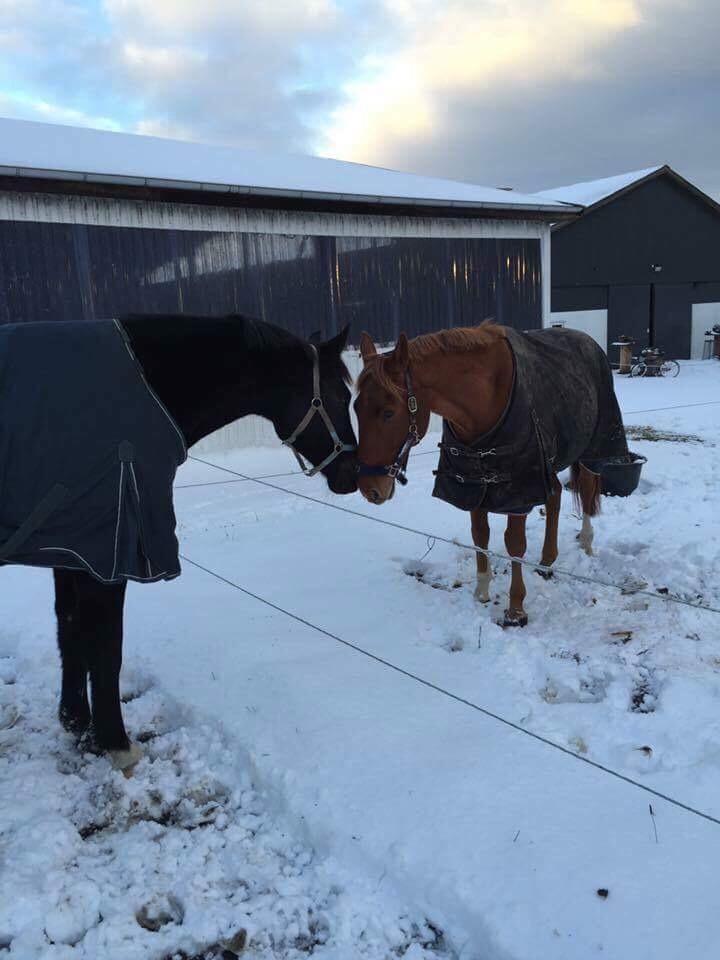 Anden særlig race Max billede 1