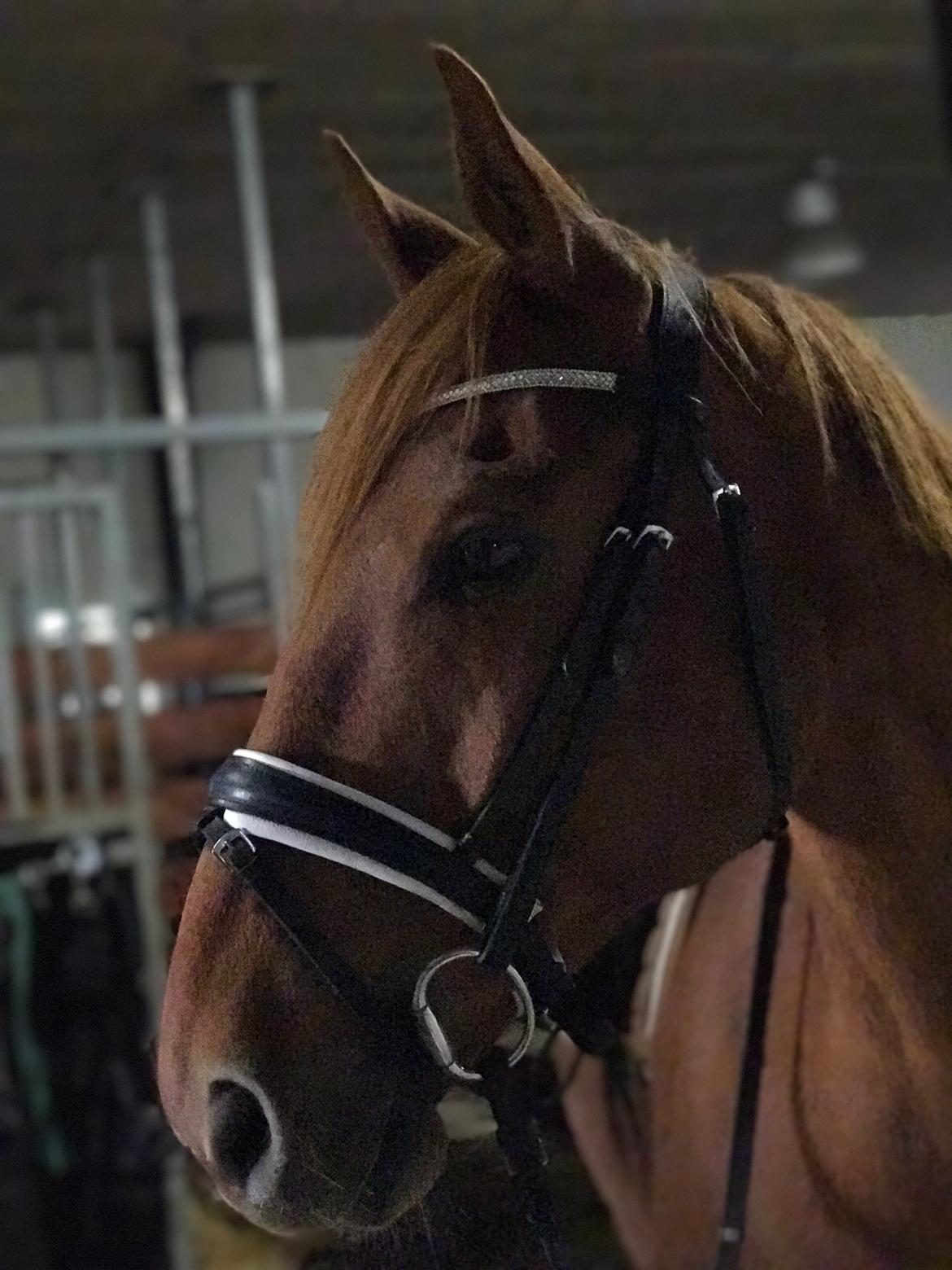 Anden særlig race Max billede 2