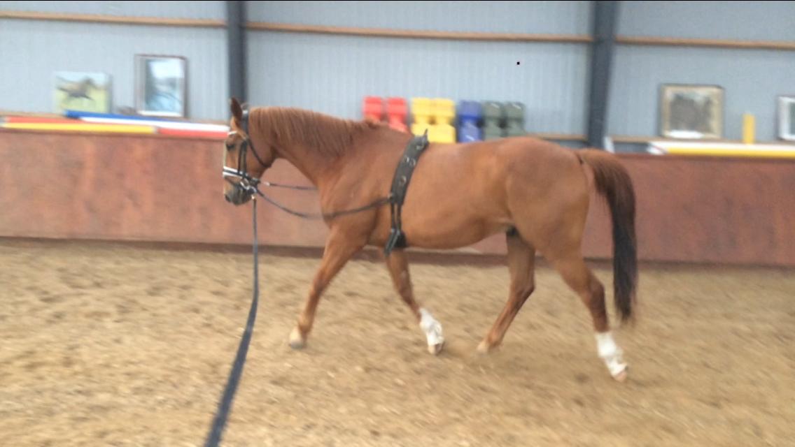 Anden særlig race Max billede 3