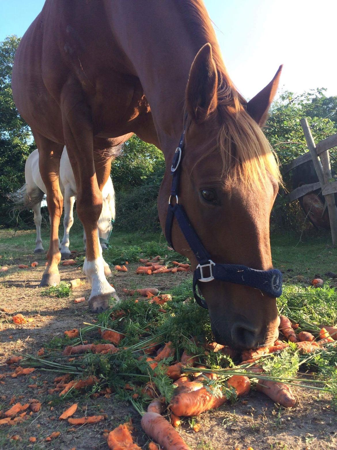 Anden særlig race Max billede 4
