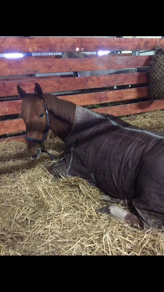 Anden særlig race Max billede 5