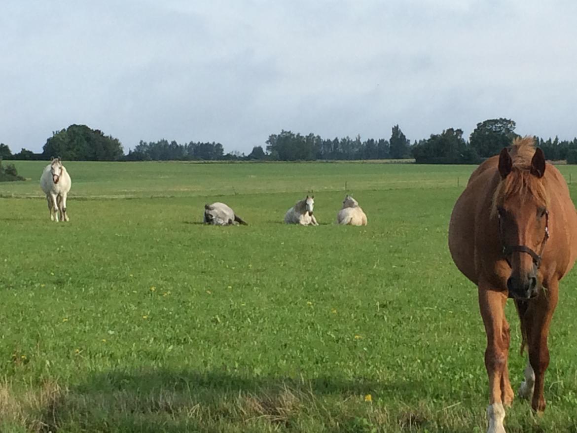 Anden særlig race Max billede 8