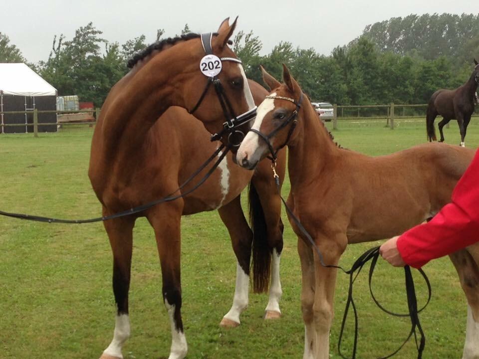 Dansk Varmblod Mayflower billede 3