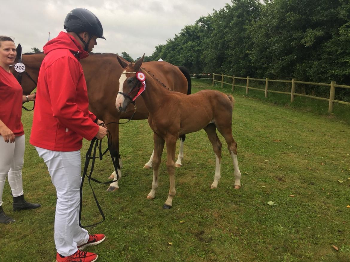 Dansk Varmblod Mayflower billede 4