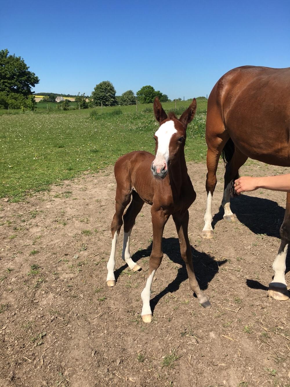 Dansk Varmblod Mayflower billede 10