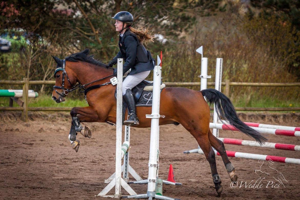 Anden særlig race Pepsi billede 7