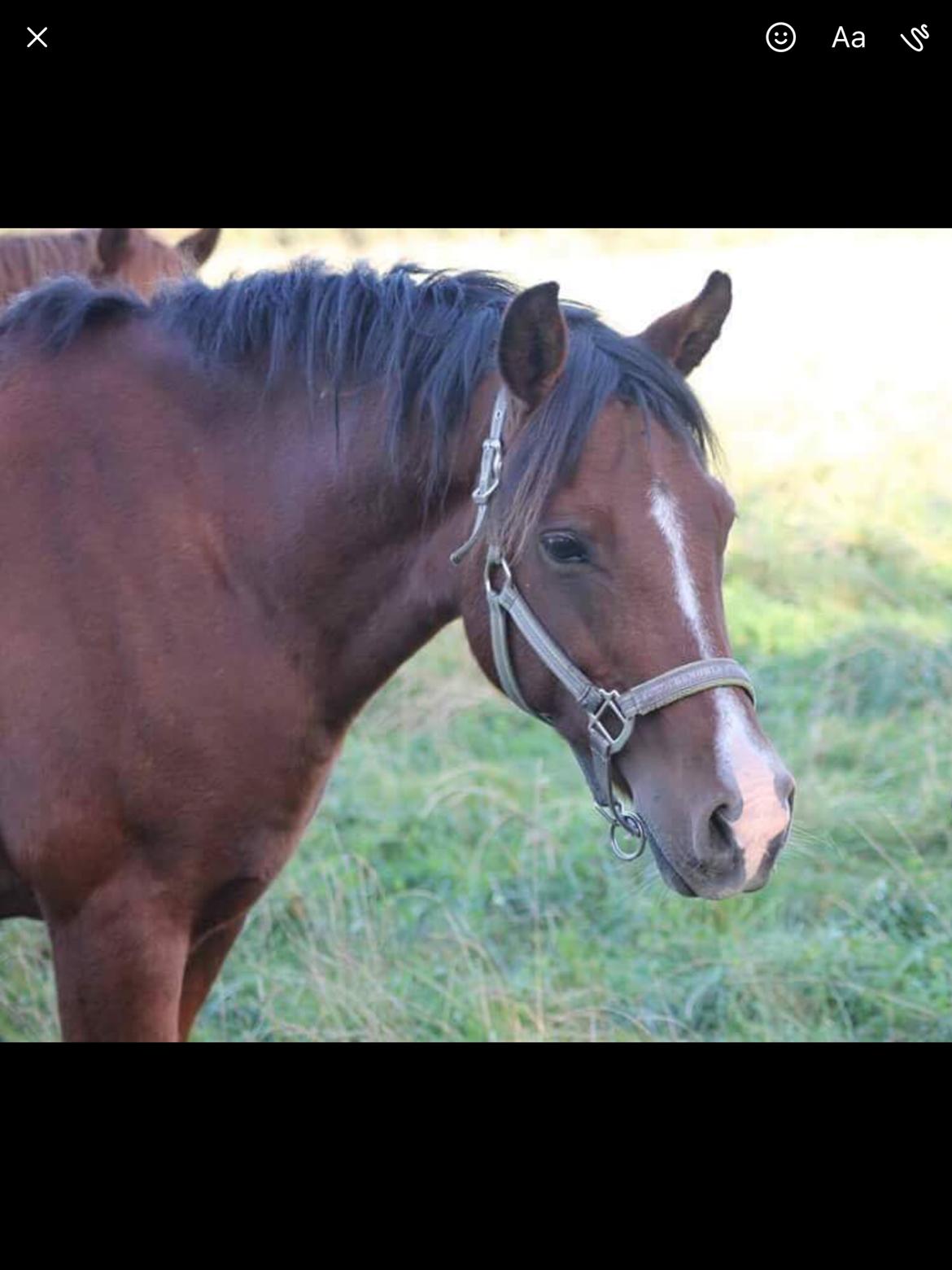 Anden særlig race Pepsi billede 16