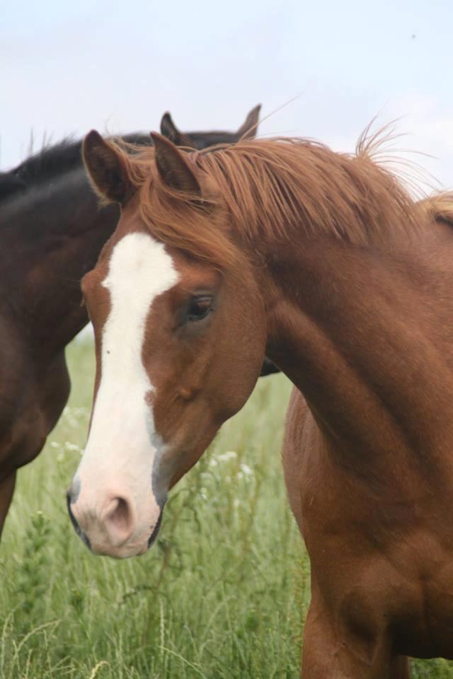 Dansk Varmblod Chess's Pretty Boy billede 4