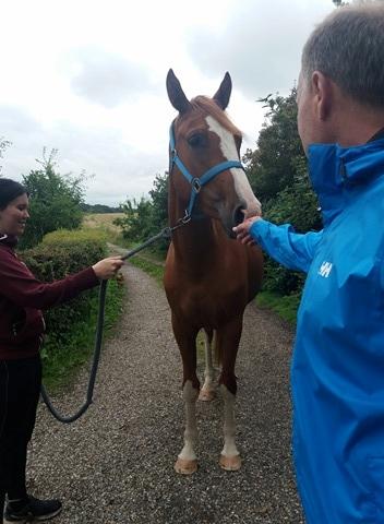 Dansk Varmblod Chess's Pretty Boy billede 6