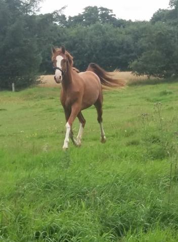 Dansk Varmblod Chess's Pretty Boy billede 8