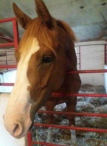 Dansk Varmblod Chess's Pretty Boy billede 9