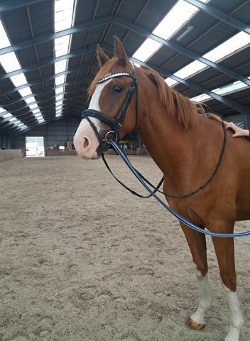 Dansk Varmblod Chess's Pretty Boy billede 10