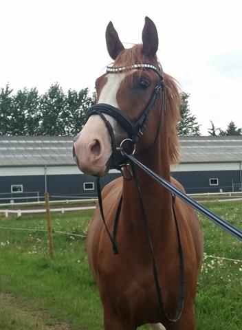 Dansk Varmblod Chess's Pretty Boy billede 11